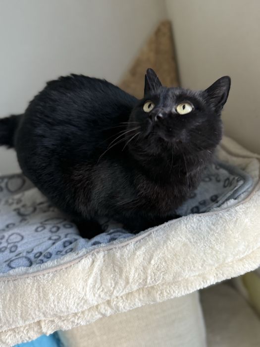 Luna wciaż czeka na dom