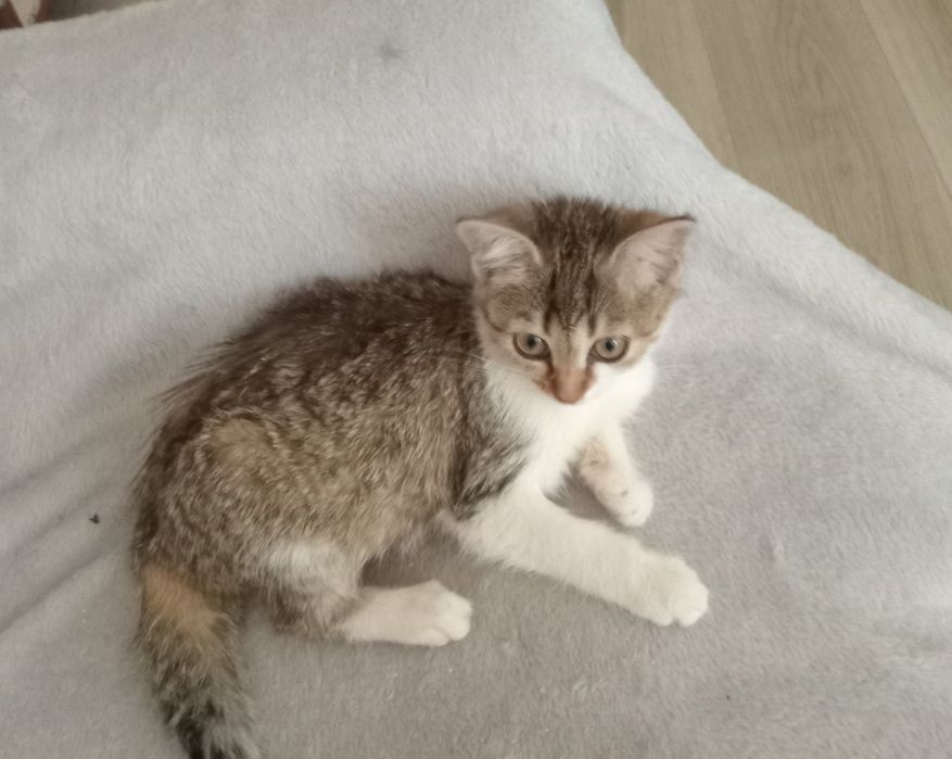 Харьков! Отдаётся  кошечка ответственным хозяевам!