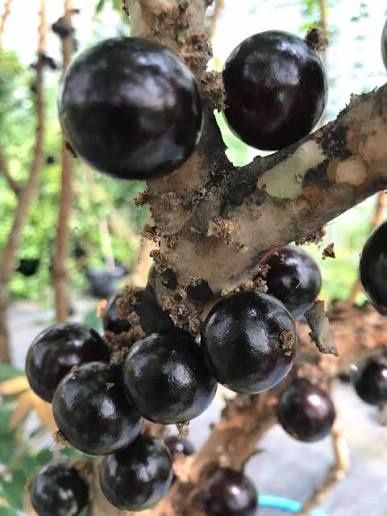 Jabuticaba Sabará – Frutífera de 2 anos - Últimas unidades