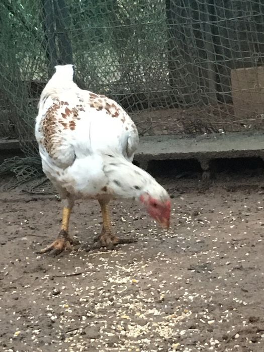 Frangos e galos cornish