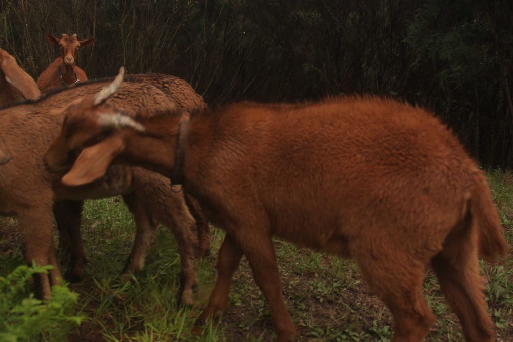 Cabrito Biologico e Meigo