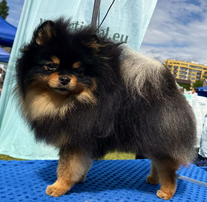 Померанець кобель Чемпіон