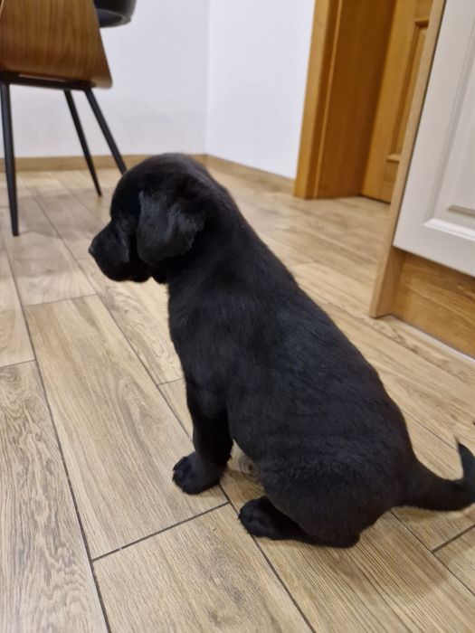 Szczeniak Labradora suczka gotowa do odbioru