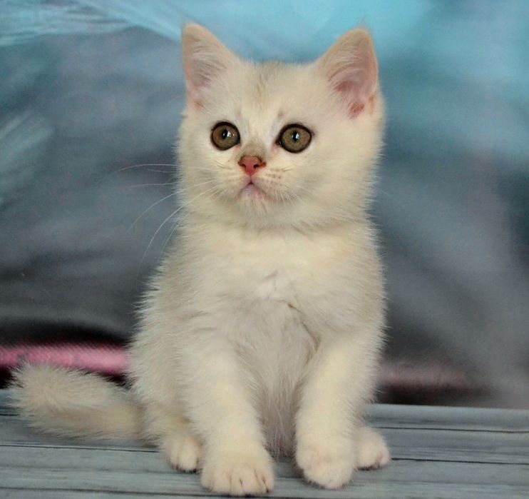 Красунi  сріблястої шиншили 
Малятко 2