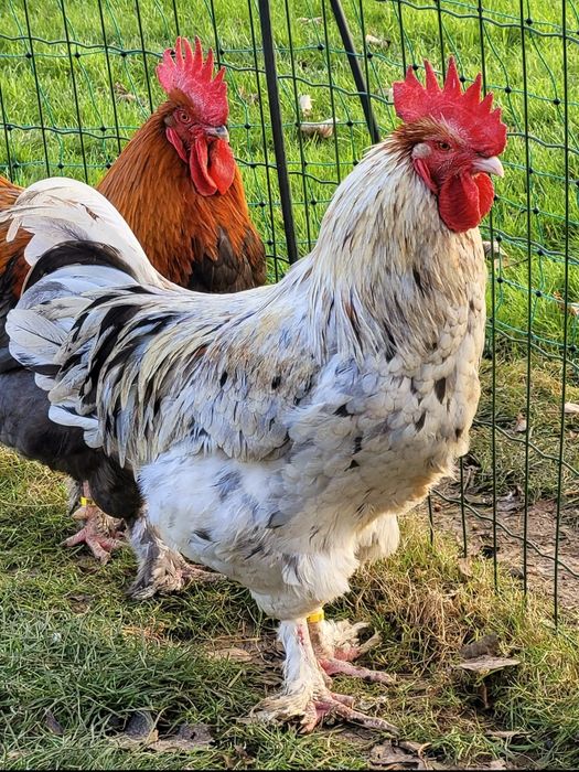 Marans Biały Jaja Legowe