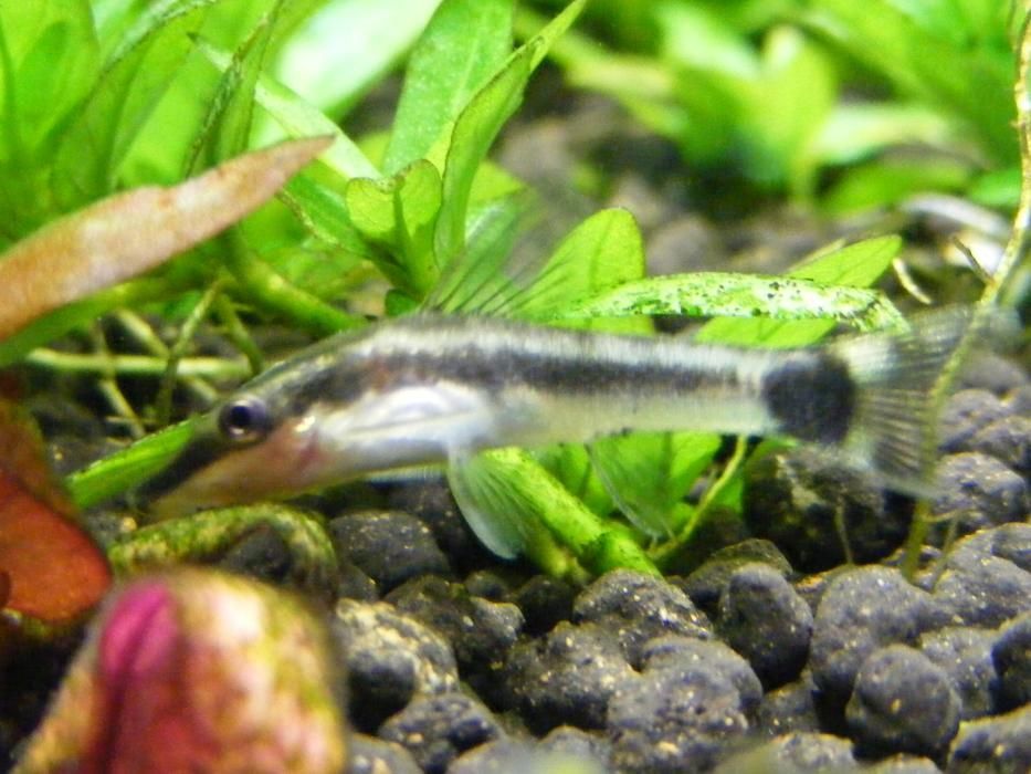 GB Otos, Otosek Przyujściowy