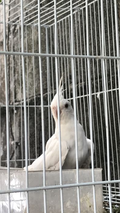 Caturra femea albina