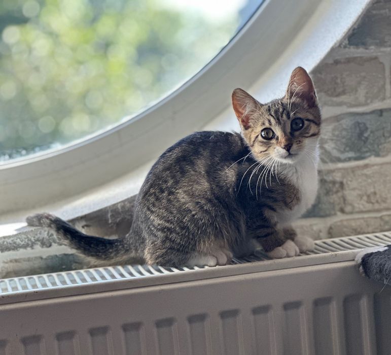 Котенок, кошечка  , 2,5 месяцев, ищет дом! Котята…отдам