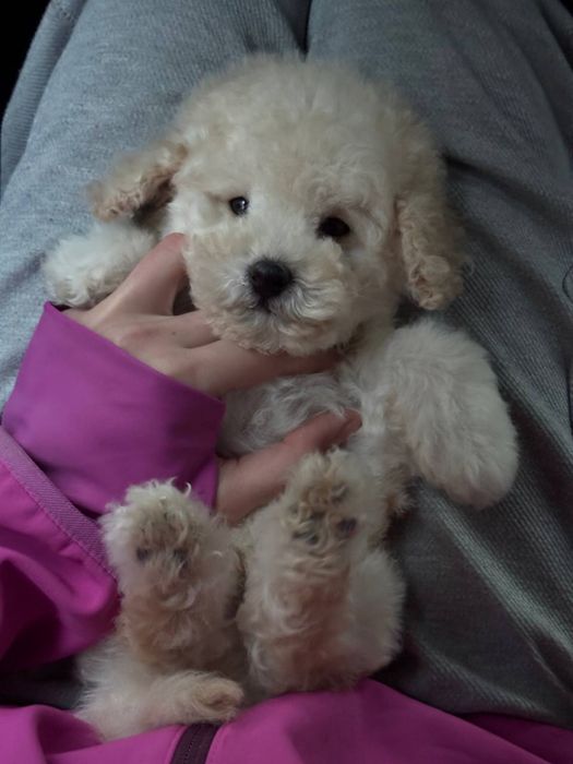 Нежный плюшевый щенок мальтипу ждёт свою семью.