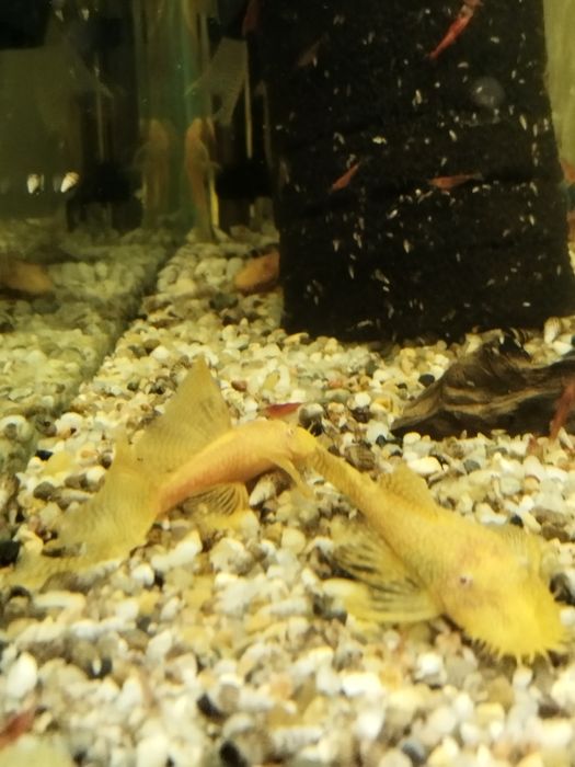 Zbrojniki albino glonojad dorosłe