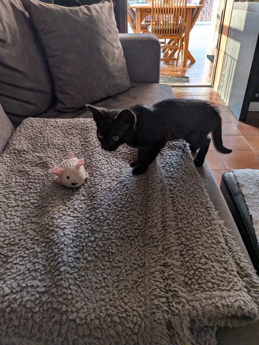 Preciso de uma família! Gata para adoção 2 meses