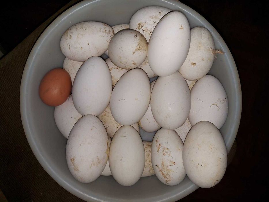 Яйця Гусей великої породи Мамут, Домашні. Долина