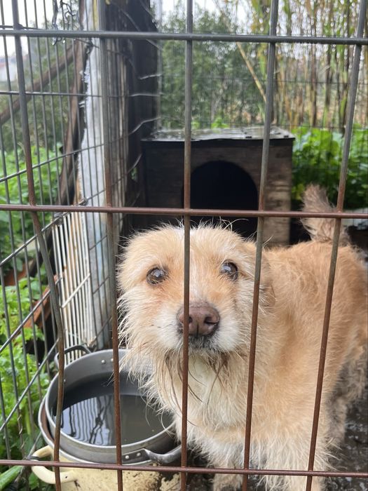 AJUDA- Cadelinha para Adoção