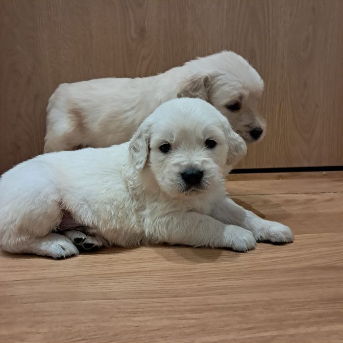 Golden retriever-rezerwacjia