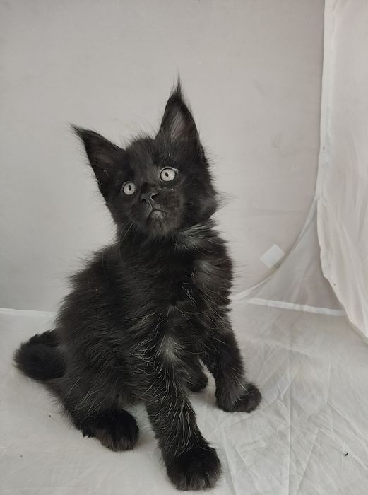 Девицы красавицы Мейн-Кун