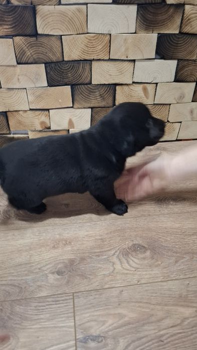 Віддам собачок у добрі руки.