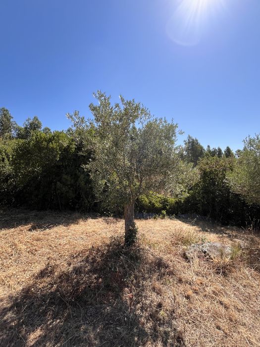 Oliveiras para venda, algumas centebárias