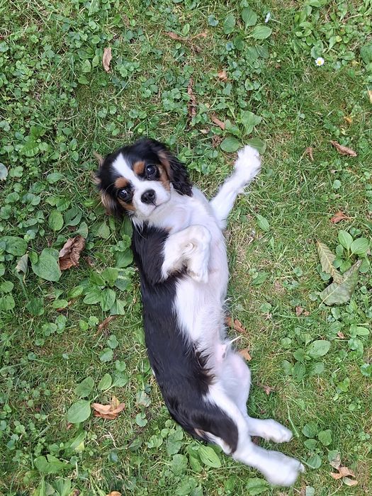 Piękny piesek Cavalier King Charles Spaniel