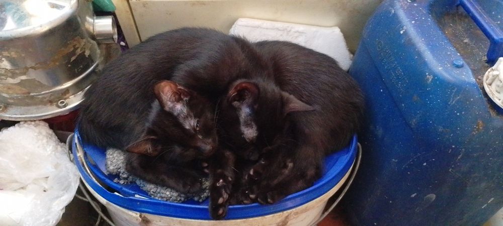 Коти в добрі руки
