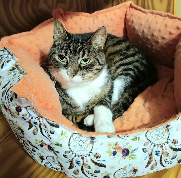 Koteczka Zoja szuka swojego domku na zawsze