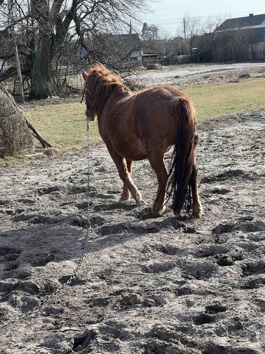 Продам кобилу спокійної вдачи. Вік 10 років