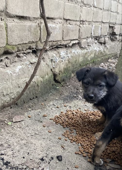 Цуценята шукають сімʼю