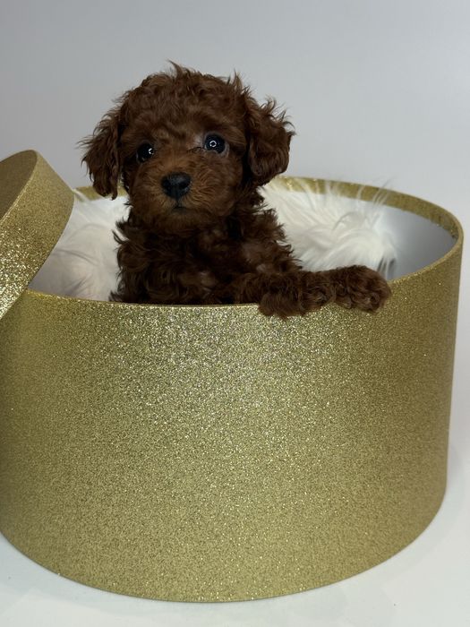 Toy pudel teacup
