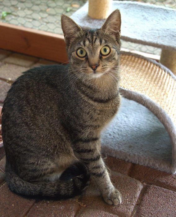 Kocie rodzeństwo do adopcji