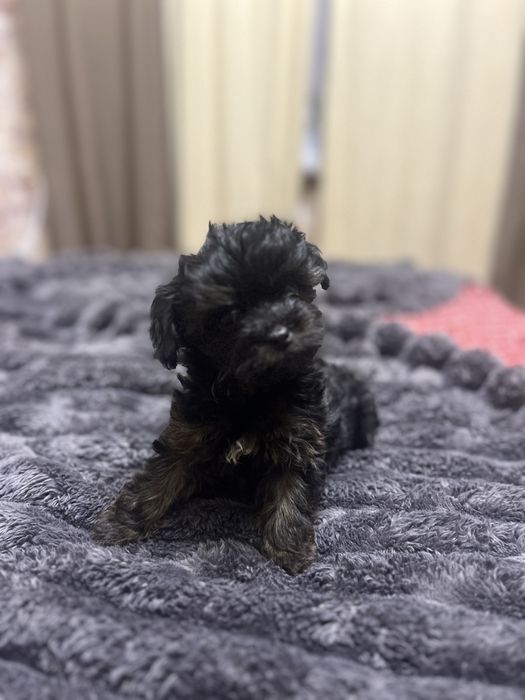 Чудові дітки йоркіпу готові до продажу