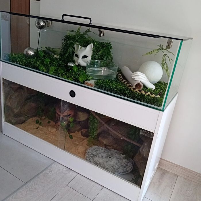 Terarium wąż hybryda zbożowy