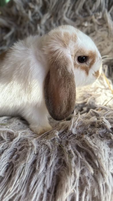 Kroliczek minilop samiczka