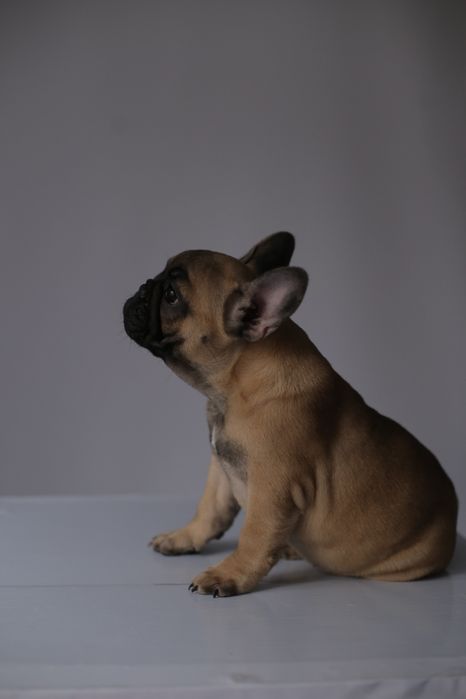 Продаються щенкі французького бульдога