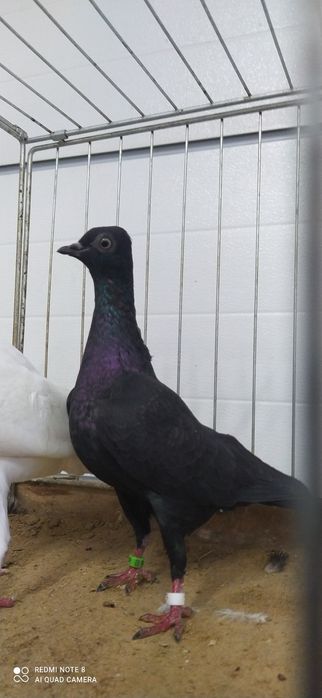 Wiedeński Wiedeńskie 8 sztuk