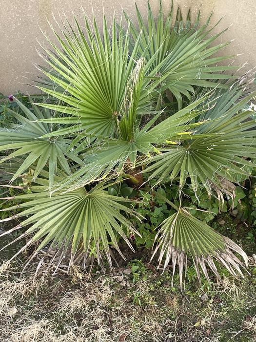 Palmeira  de leque
