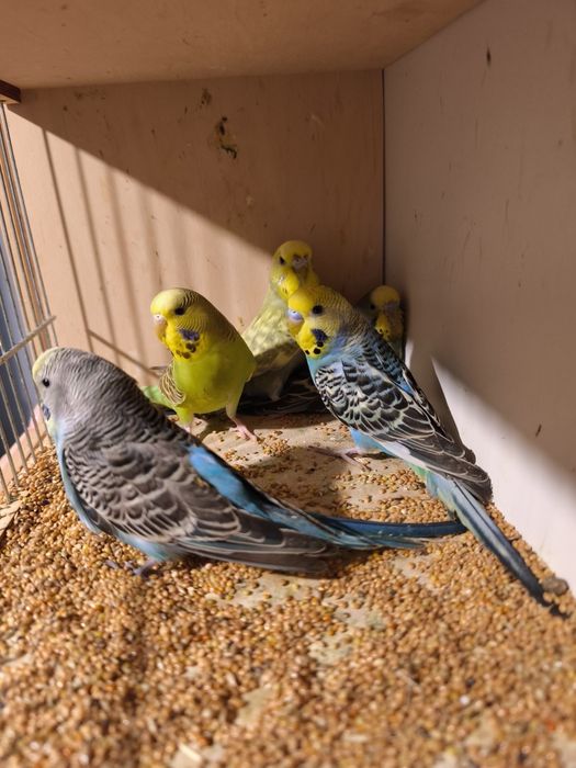 Papugi faliste tegoroczne