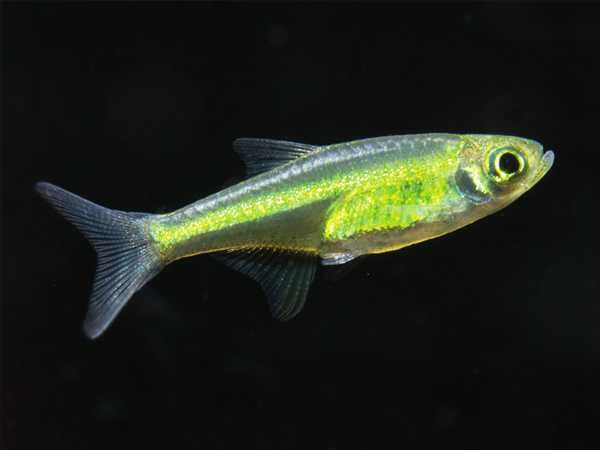PIĘKNA Razbora Kubotai - 2 cm - Sklep Zoologiczny ALTUM