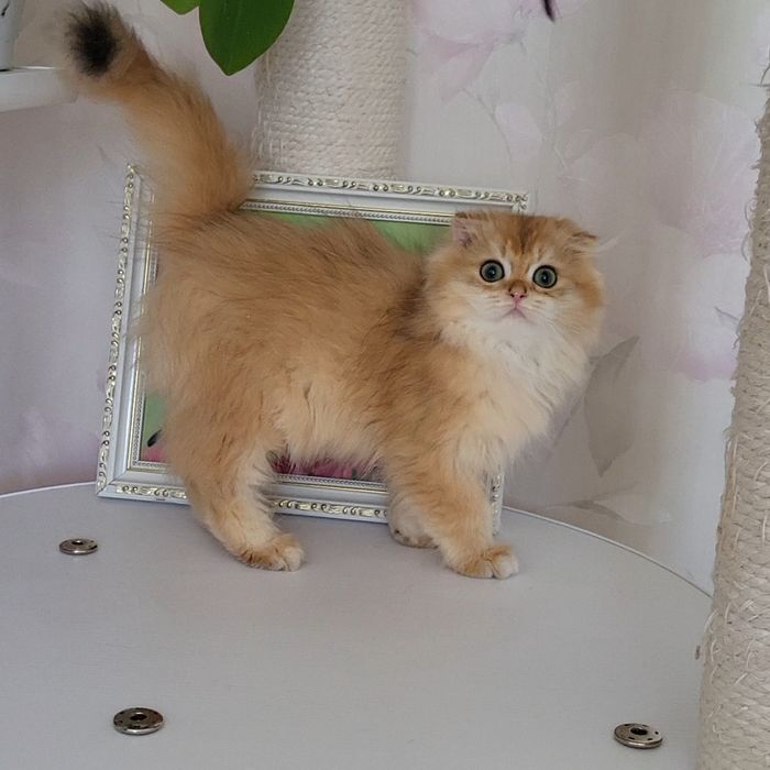 Розпродажа!Золотые   котята.
