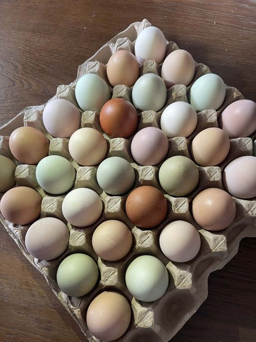 Інкубаційне яйце