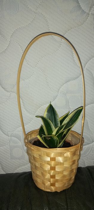 Plantas naturais interior e exterior