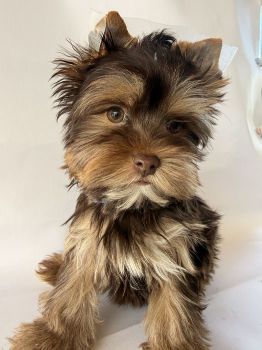 York, yorkshire terrier choco-tan Batman