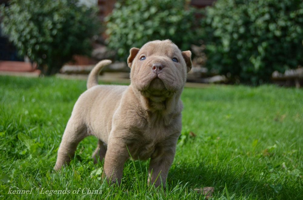 Шар-Пейчики з розплідника "Legends of China"