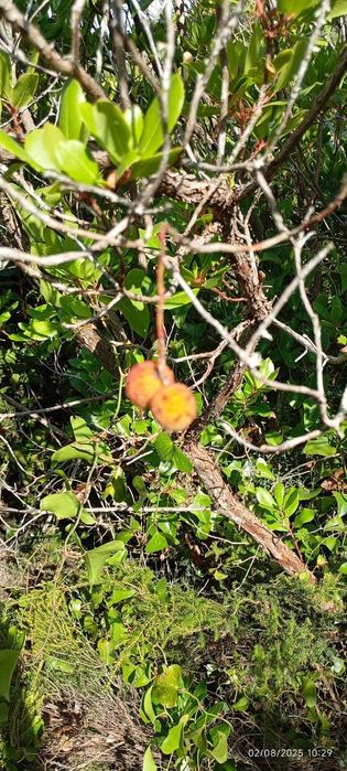 Terreno Rústico com 2.875 m² em Alto Famoes, Mafra.