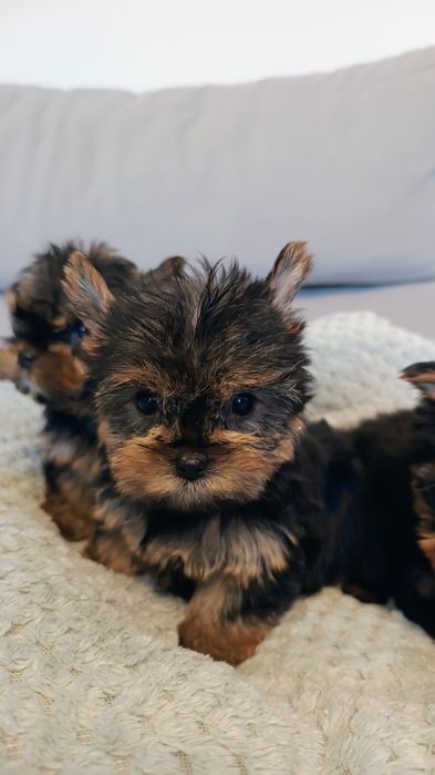 Yorkshire terrier suczka