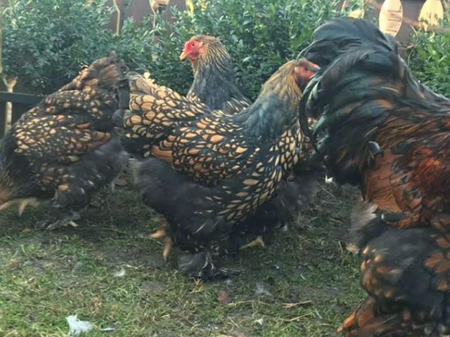 Інкубаційне яйце. Курчата, Брама спліш, золото.