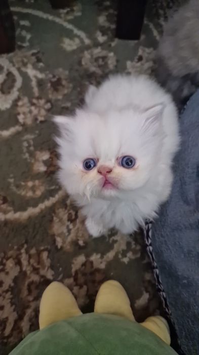 Kocurek perski pers rezerwacja