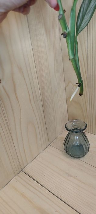 Epipremnum amplissium silver