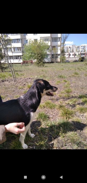 Ищем собачку. Потерялась. Девочка. Фанюша. Фанни.