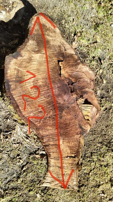 Drewno orzecha włoskiego ODZIOMEK