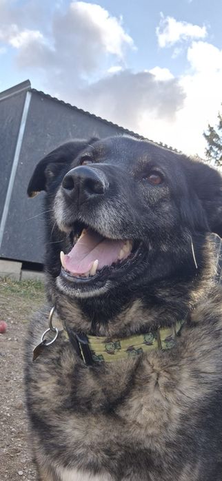 Podaruj suni czekającej na dom połowę swego życia