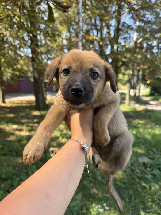 Цуценяти з зони бойових дій